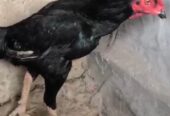 Thai aseel 3.3 kg pure black pure Thai pattha 9 month