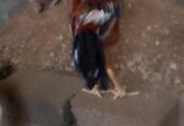 1 murga