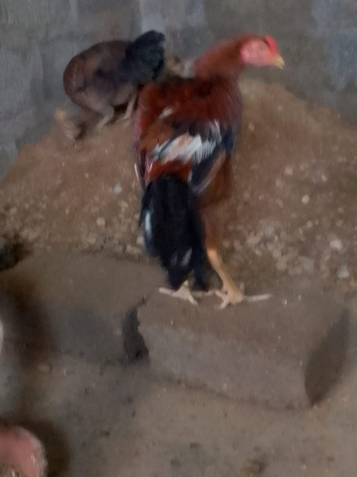 1 murga