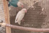 Lover pair big pied dove and four portion wooden cage for sale