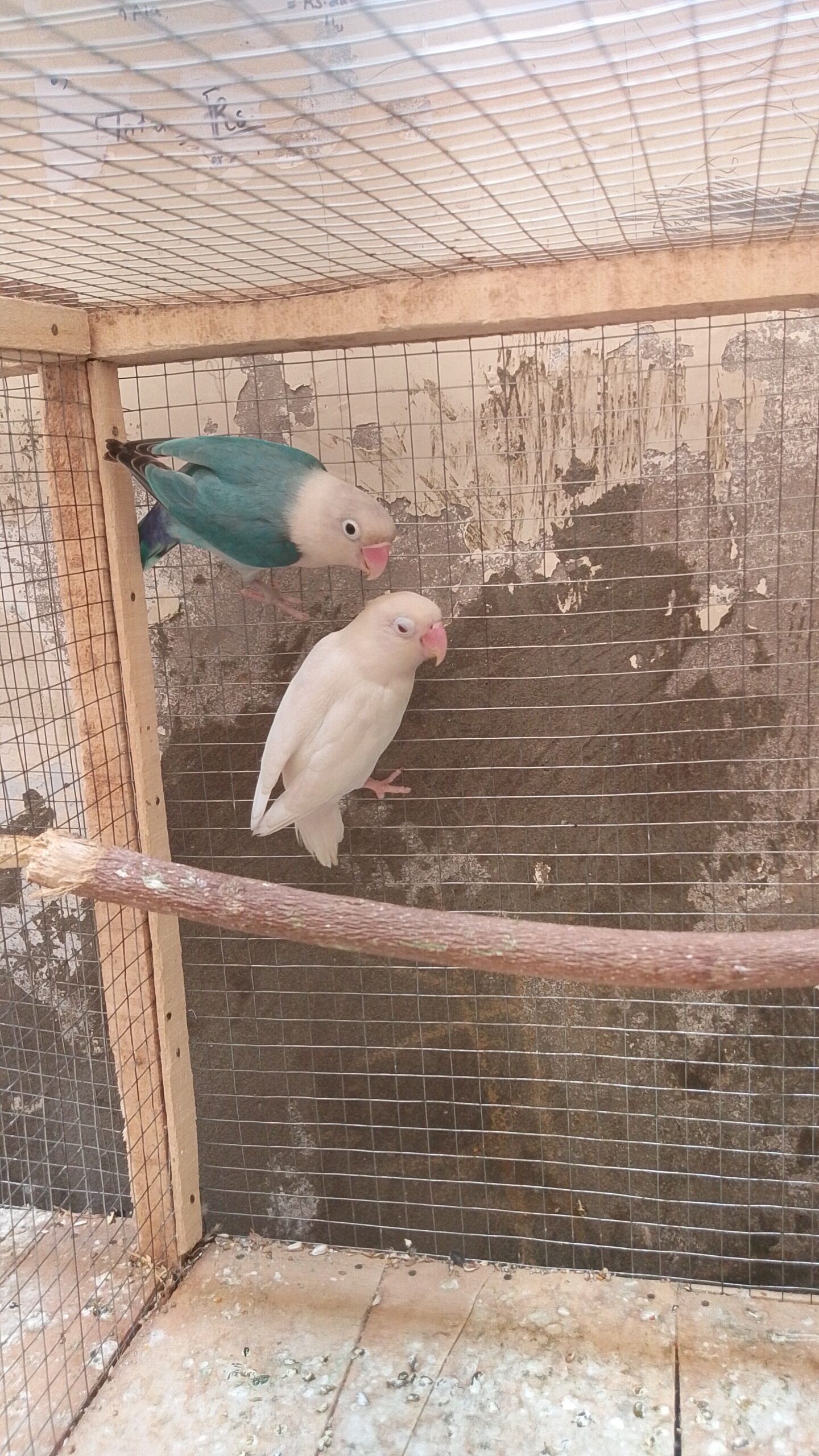 Lover pair big pied dove and four portion wooden cage for sale