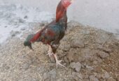 پیور پاکستانی بریڈ