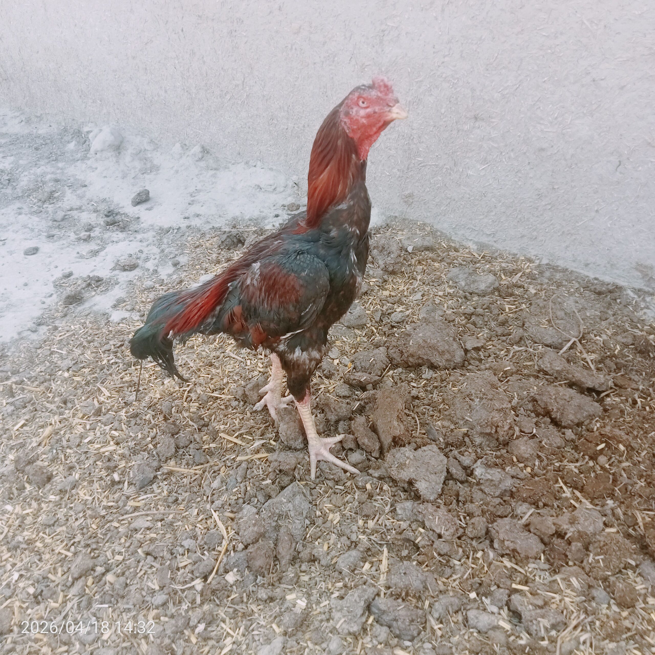 پیور پاکستانی بریڈ