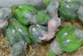 Ringneck baby for sale in sheikhupura