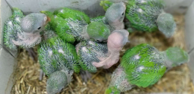 Ringneck baby for sale in sheikhupura