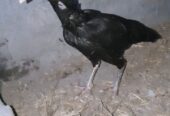 Aseel murgi for sale in Faisalabad