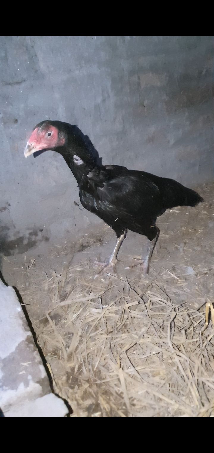 Aseel murgi for sale in Faisalabad