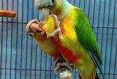 Pineapple Conure Pair for sale in Hyderabad High Quality