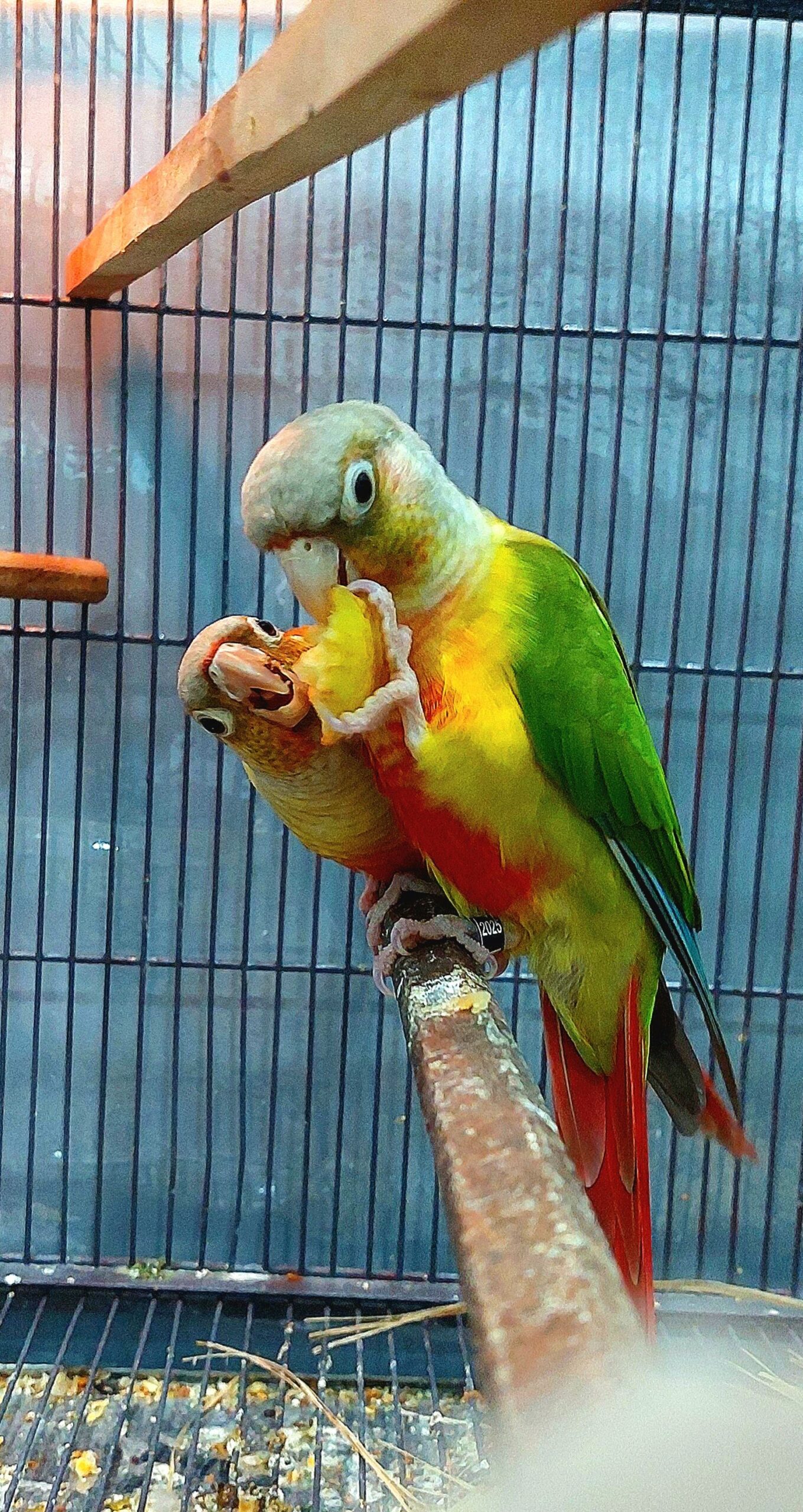 Pineapple Conure Pair for sale in Hyderabad High Quality