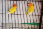 What’s app number:03214327853 yellow latino love birds