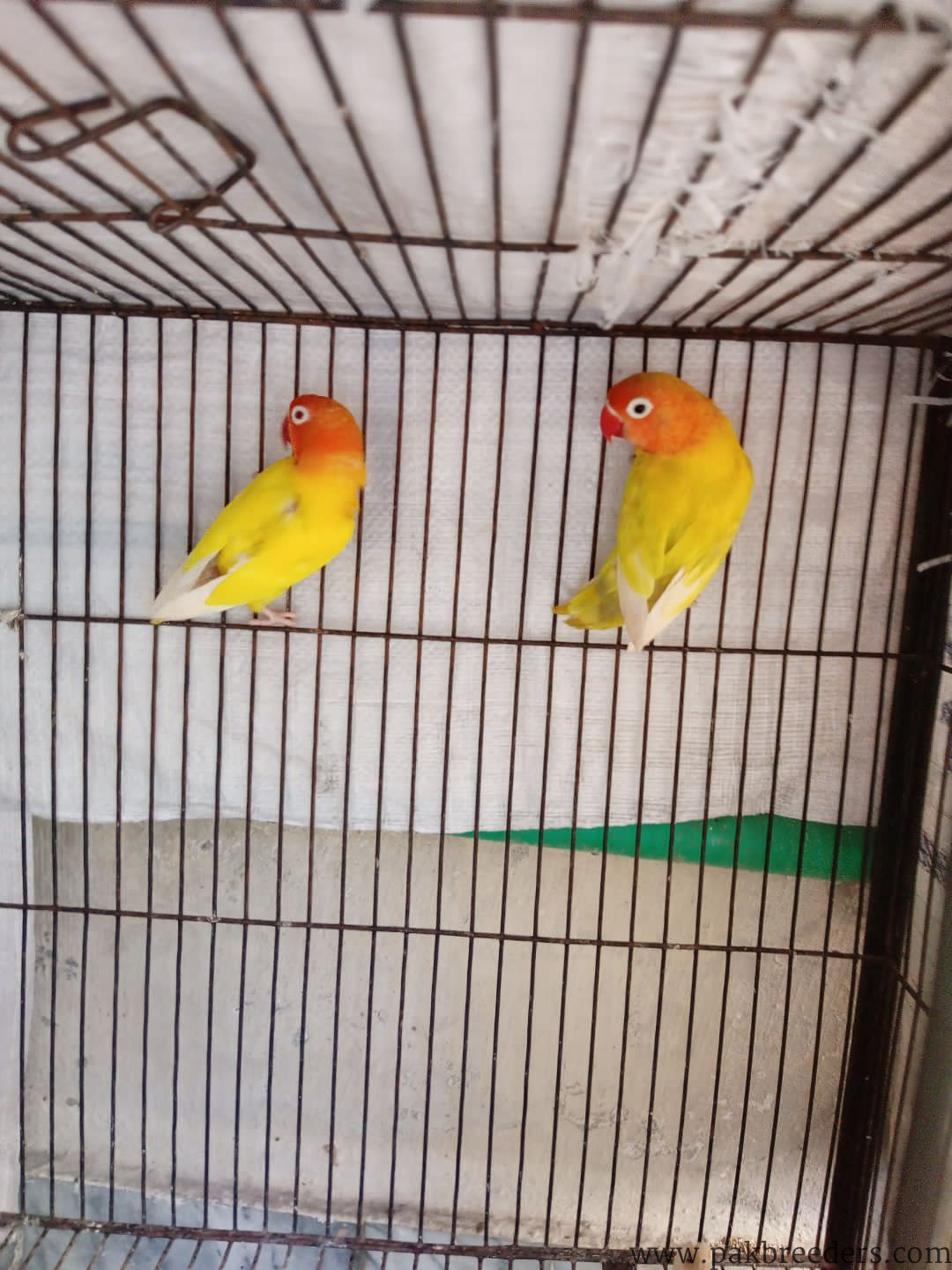 What’s app number:03214327853 yellow latino love birds for sale