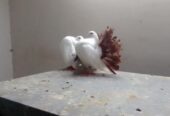American lucky pigeon for sale