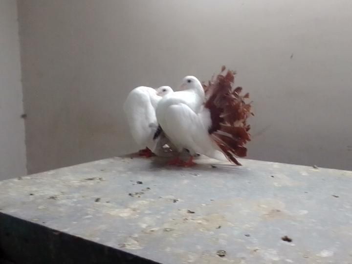 American lucky pigeon for sale