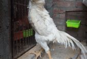 Aseel King size Shamo for sale in lahore