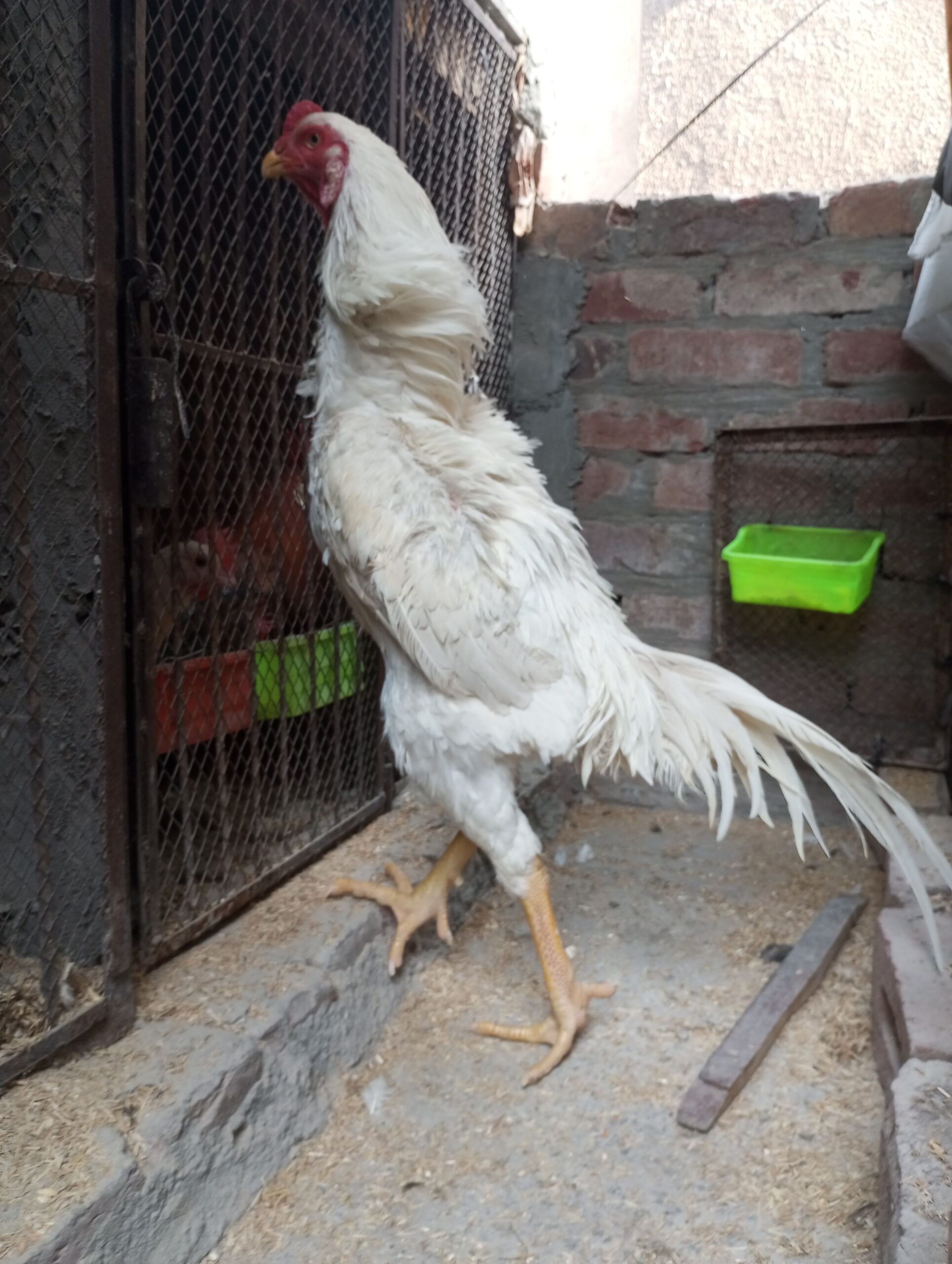 Aseel King size Shamo for sale in lahore