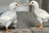 Herra aseel chicks for sale