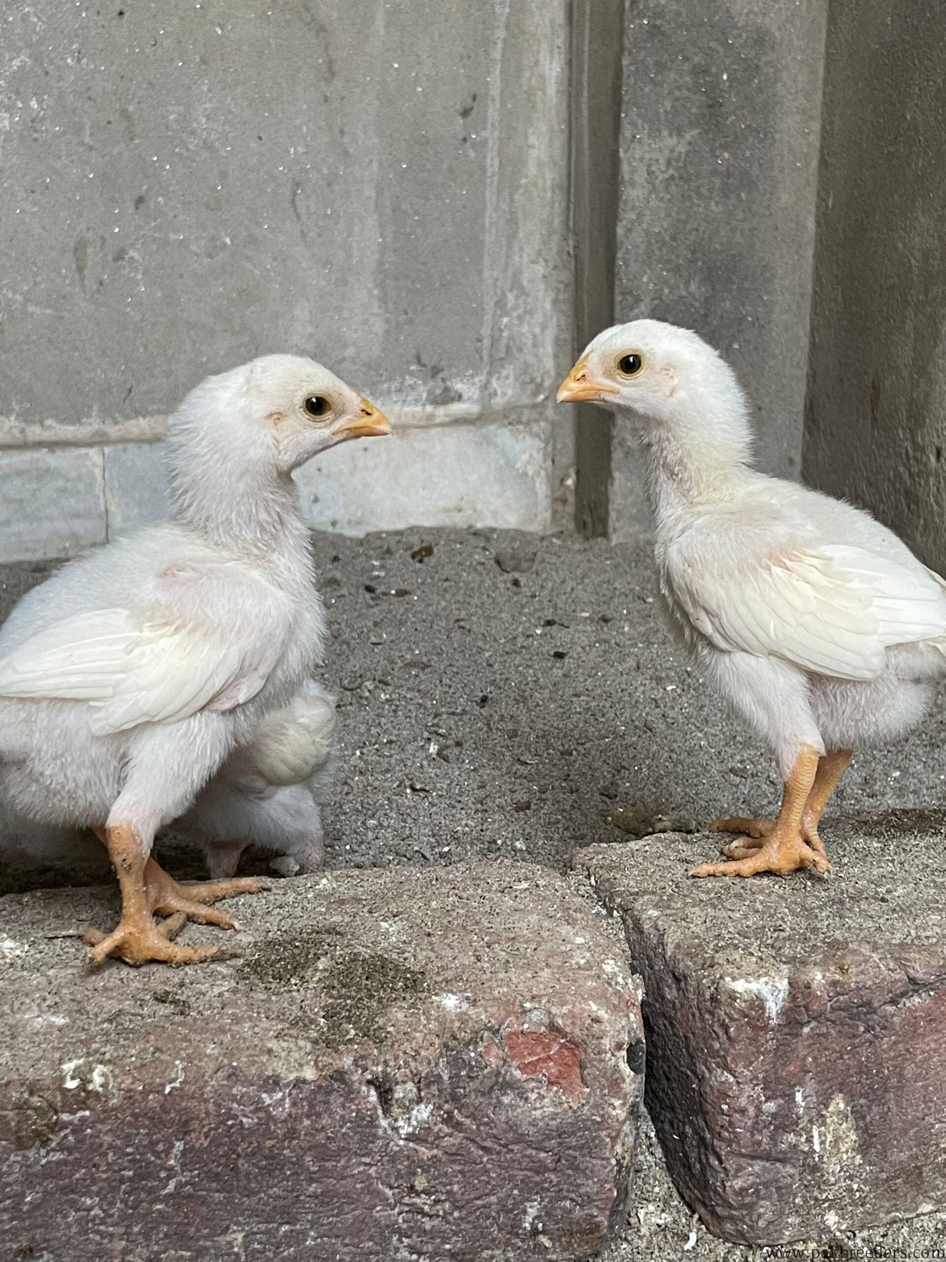 Herra aseel chicks for sale
