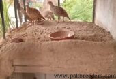 Male teetar for sale in gujrat