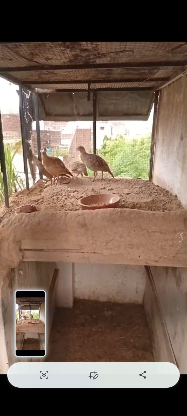 Male teetar for sale in gujrat