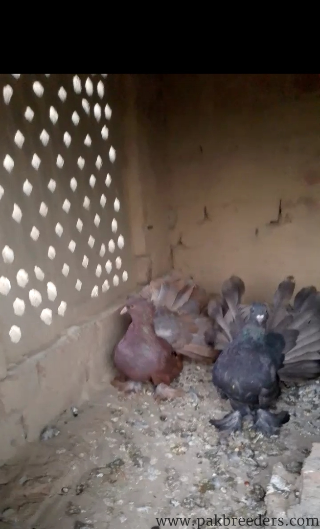 American pair for sale in vehari