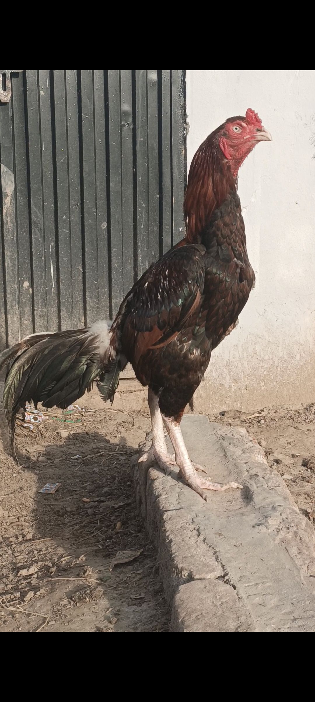 Aseel miawali for sale in sialkot
