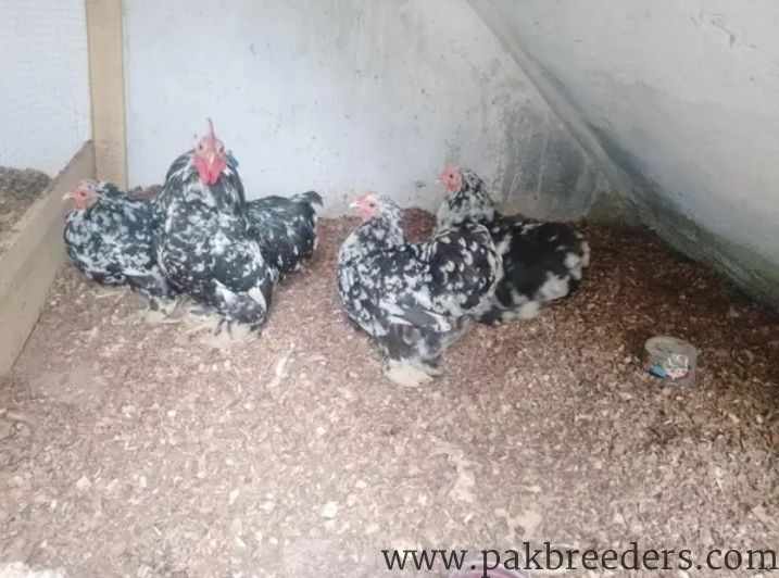 Molted bentum set 1 male 3 females