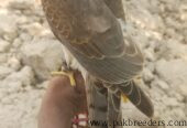 Shikra for sale in multan