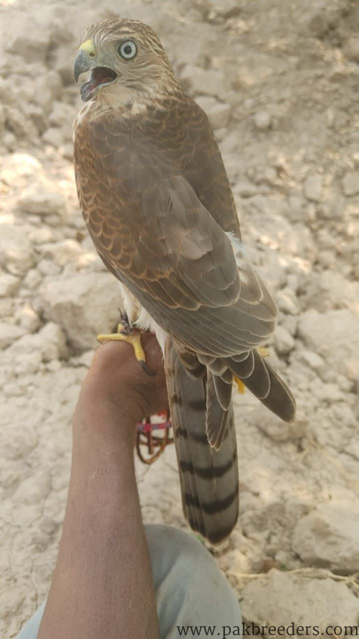 Shikra for sale in multan