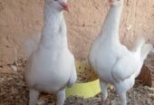 Maltese pigeon chicks