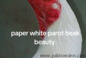 Parot beak cros white