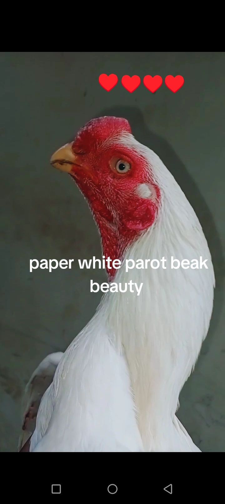 Parot beak cros white