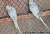Love birds and bajries