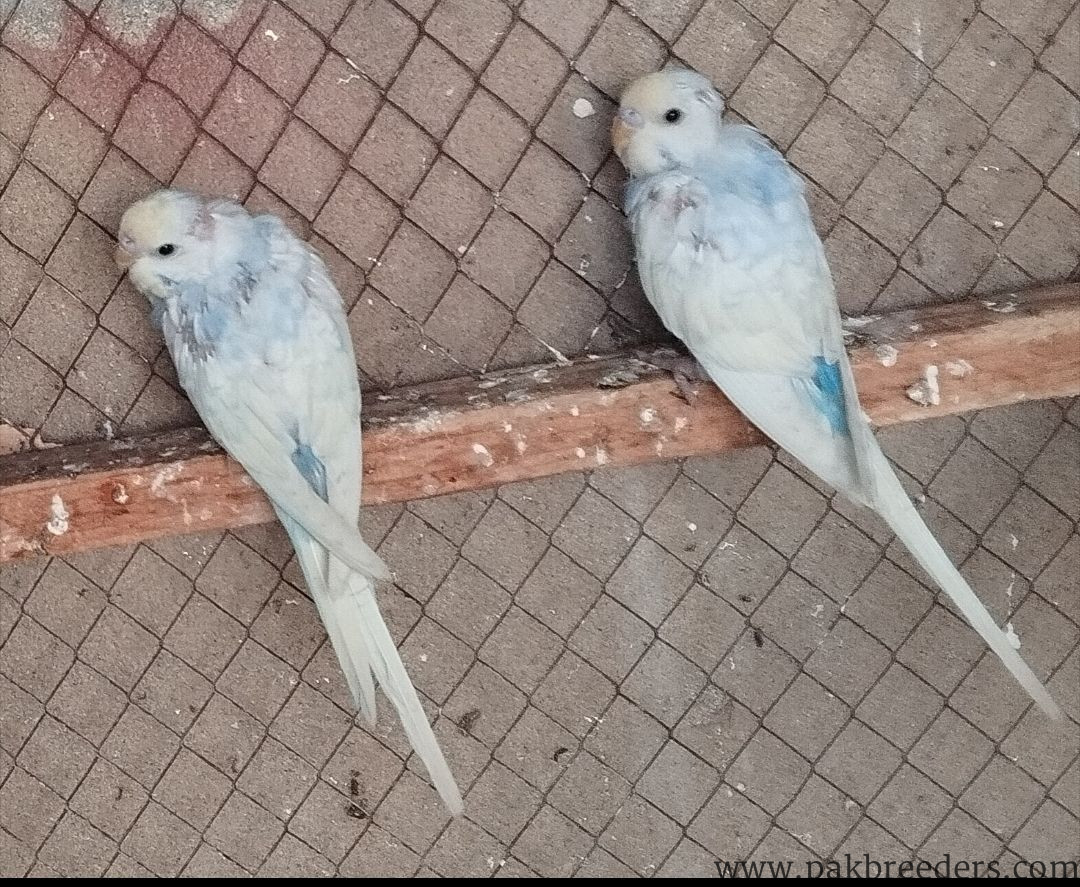 Love birds and bajries