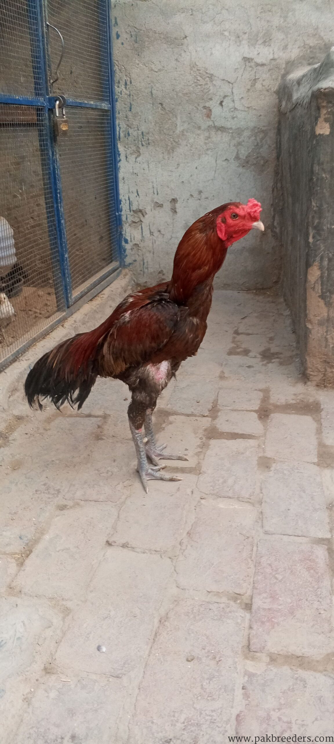 Burmi Aseel Murga for sale in lahore
