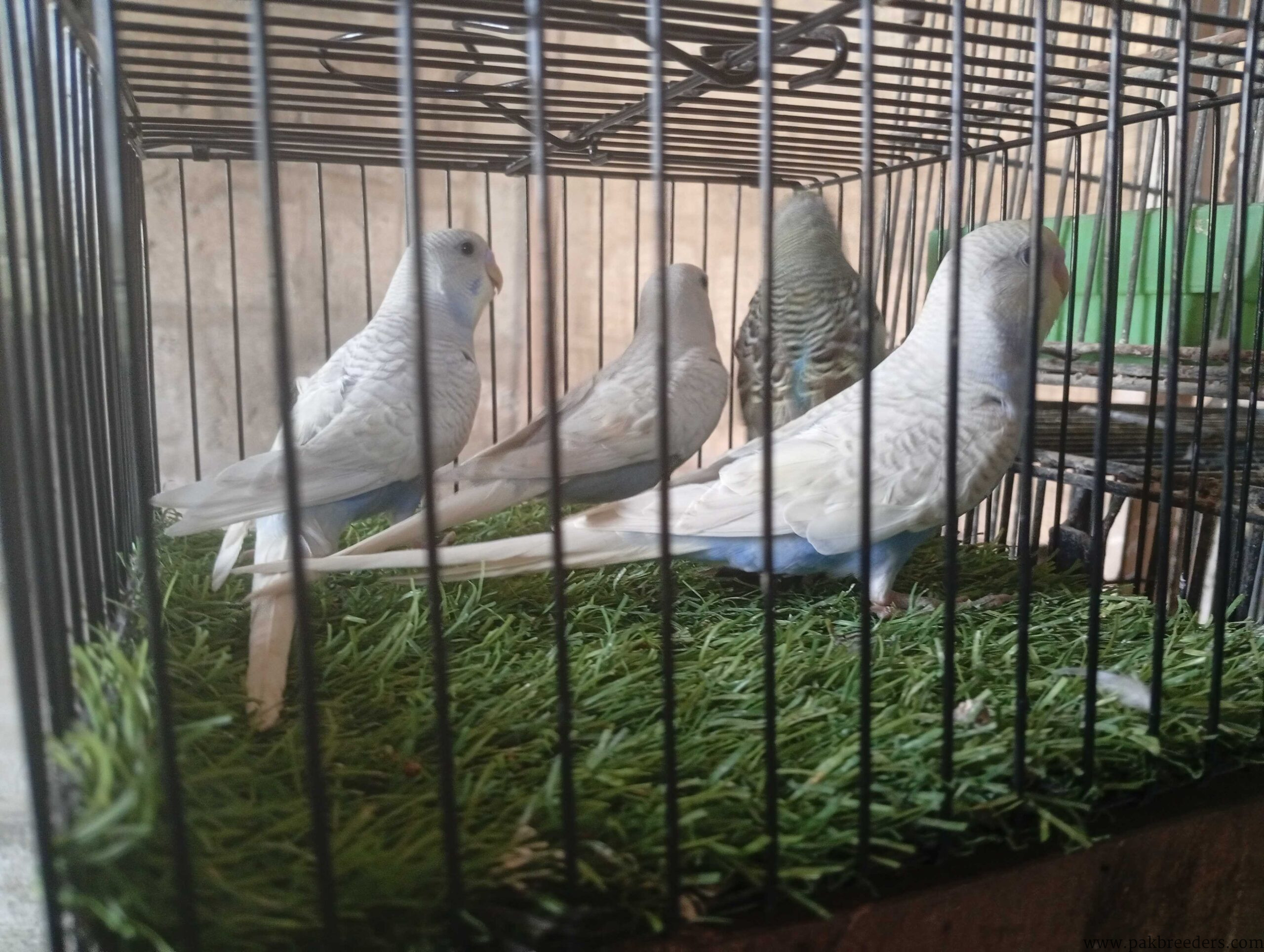 Spangle and normal budgies