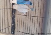 Pail fallow lovebirds for sale