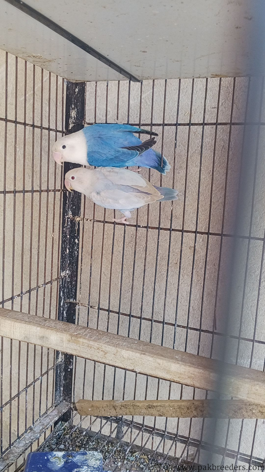 Pail fallow lovebirds for sale