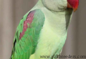 Female Raw breeder Parrot