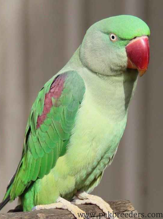 Female Raw breeder Parrot