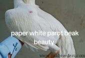 Parot beak cros white