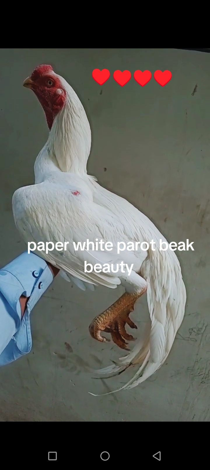Parot beak cros white