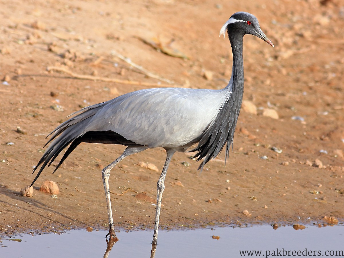 Demoiselle Crane For Sale in mian wali