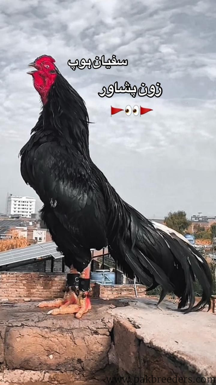 Get 04 and 01 free amroha chiecks