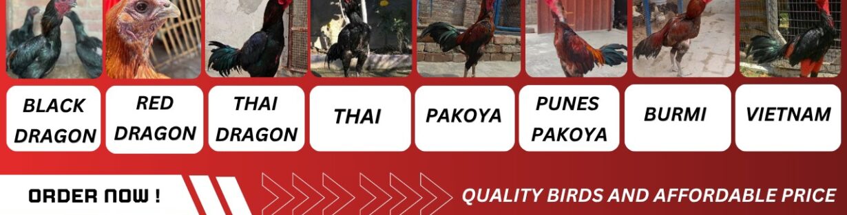 Store Banner