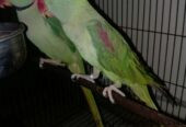 Female Raw breeder Parrot