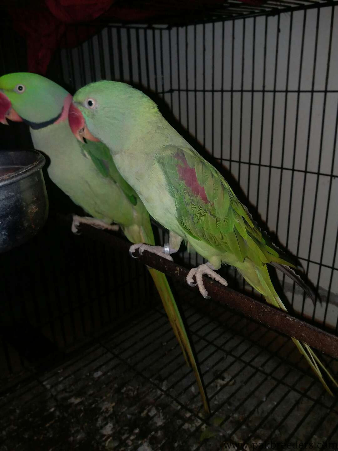 Female Raw breeder Parrot