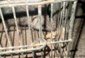 Hedgehog for sale in multan