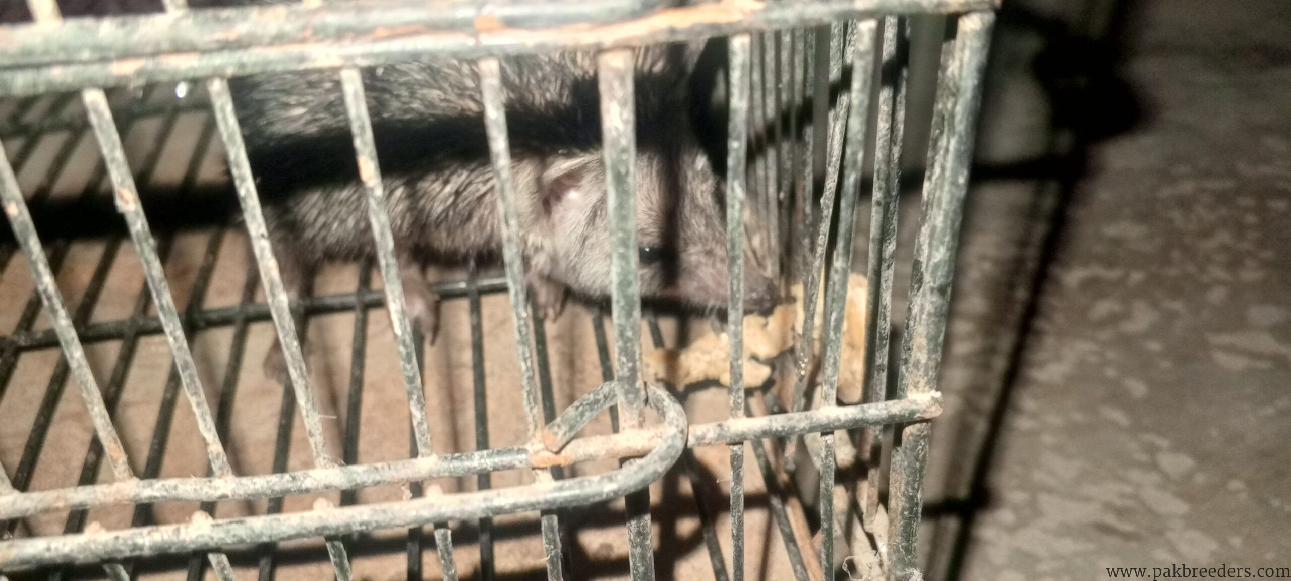 Hedgehog for sale in multan