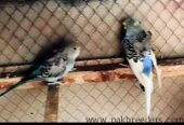 Love birds and bajries