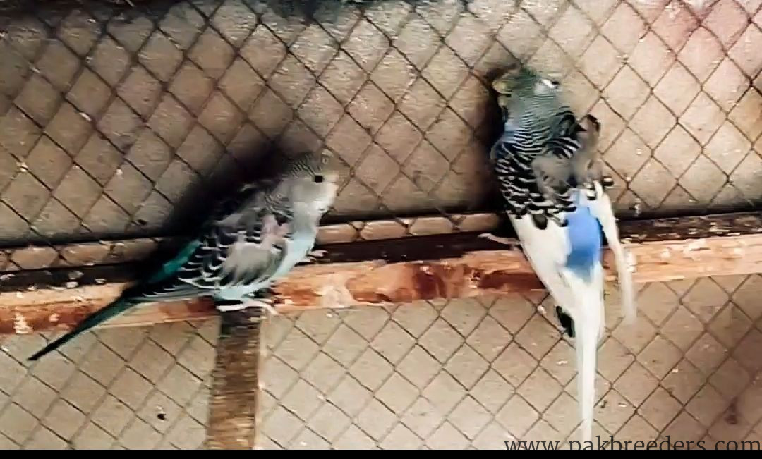 Love birds and bajries